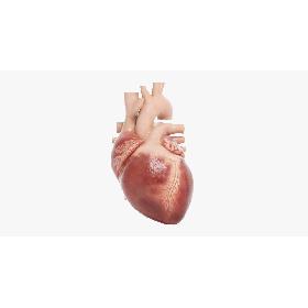 3D Human Heart Animated (Pro Version)